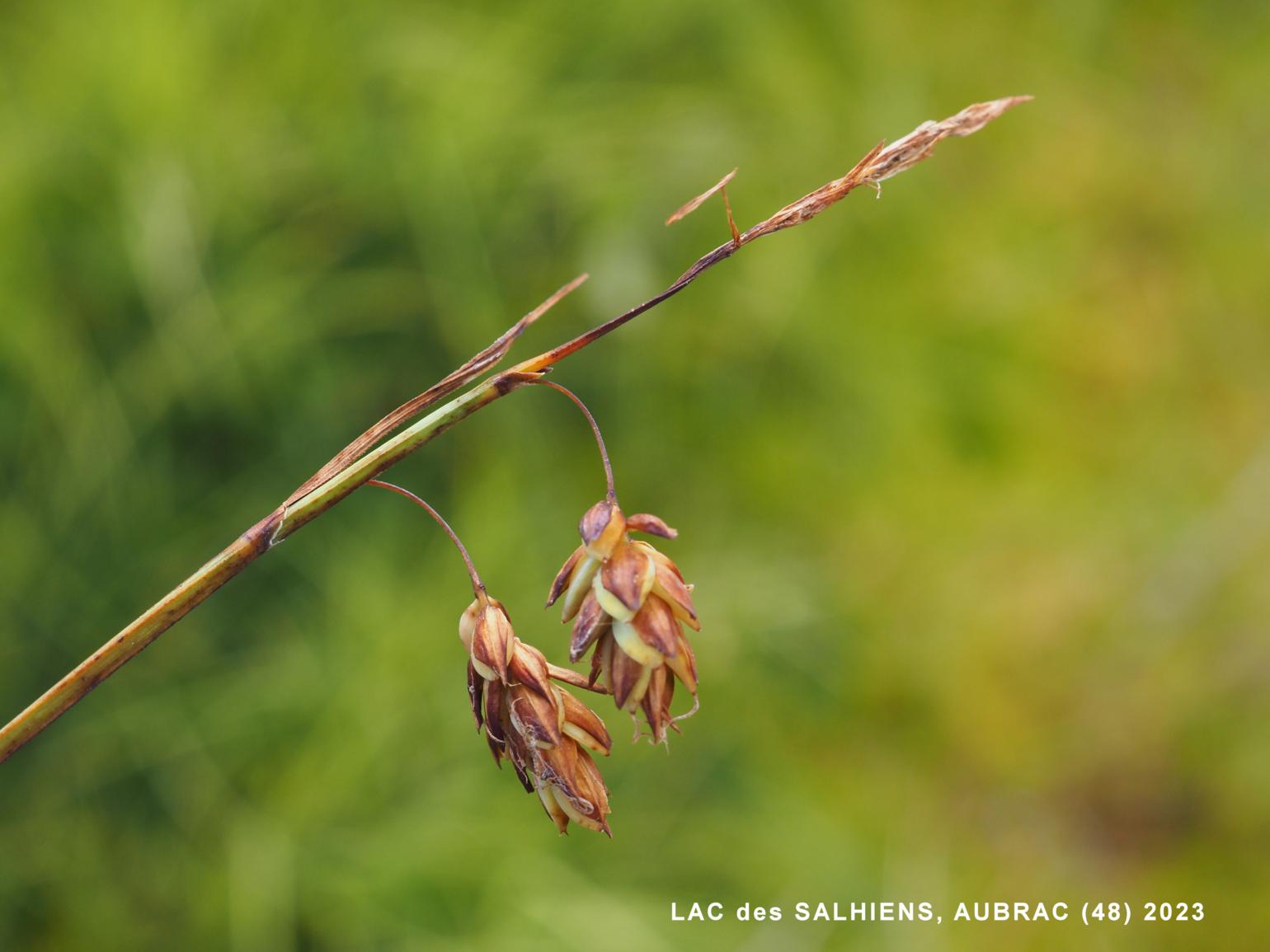 Sedge, Mud